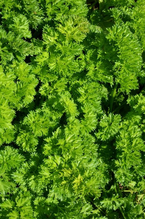 Apium graveolens  'Per-Cel'